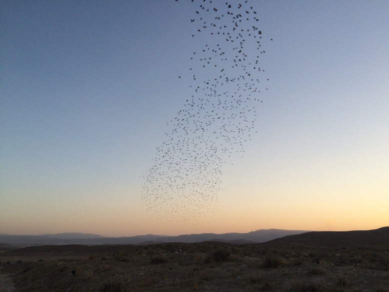 Sunset in the desert