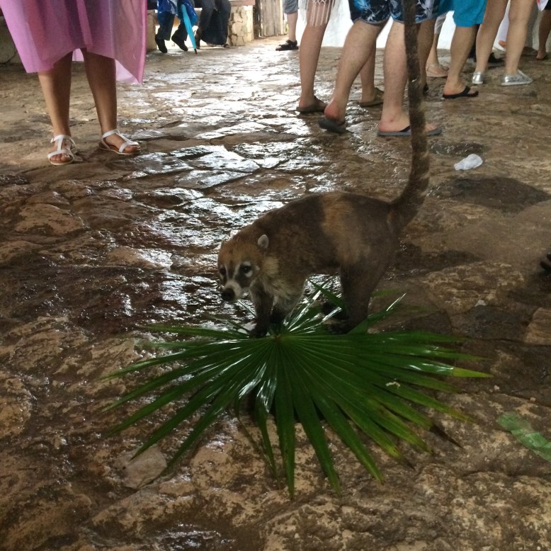 Eine der Attraktionen - ein Nasenbär vor den Maya-Ruinen von Tulum