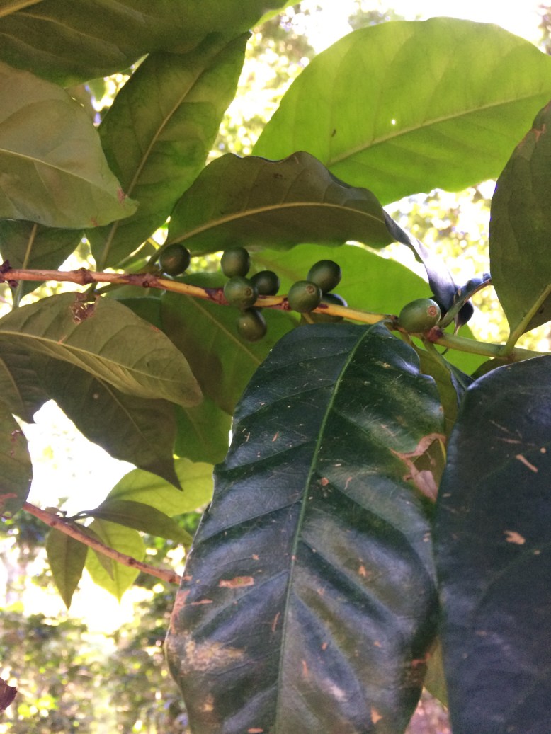 Kaffeepflanzen und Avocadobäume säumen unseren Weg zum ‘Gipfel’ des San Pedro