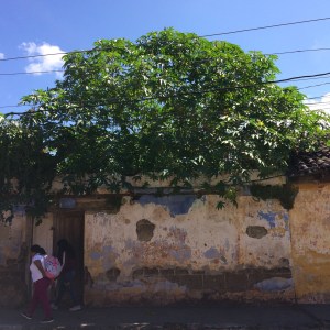 Eine typische Mauer in Antigua Guatemala: Hier sprießt es! 