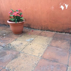 Antigua Guatemala ist grün